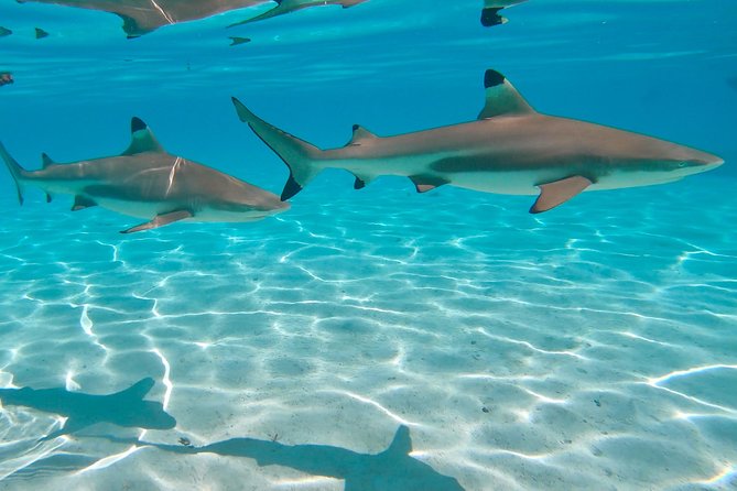 PRIVATE Sunset Tour: Moorea Snorkeling on a Catamaran named Taboo - Guides Leo and Lucas: why their style changes the feel of the trip