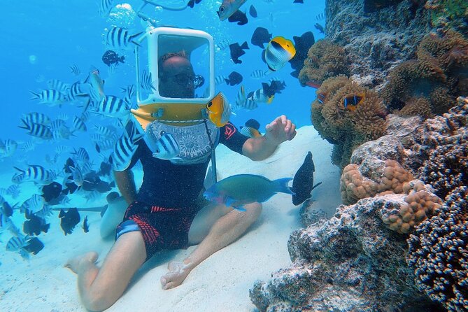 Private Tour: Aqua Safari Scuba Diving - What you actually see: coral garden fish and calm animal encounters
