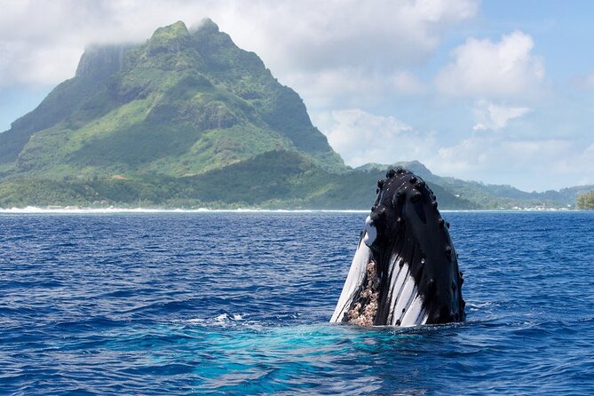 Private Tour: Bora Bora Whale Watching & Swimming Experience - Key things to know before you go