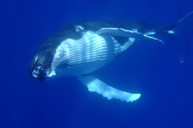 Private Tour: Bora Bora Whale Watching & Swimming Experience - Private Boat in Bora Bora: What Makes This Whale Trip Feel Different