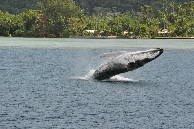Private Tour: Bora Bora Whale Watching & Swimming Experience - What’s Included on the Boat: Drinks, Snorkel Gear, and Towels