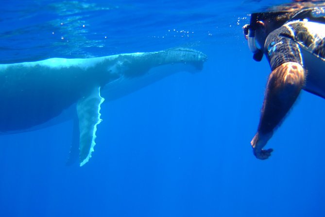 Private Tour: Bora Bora Whale Watching & Swimming Experience - The Crew Makes It Personal: Malaki and the Human Side of Whale Watching