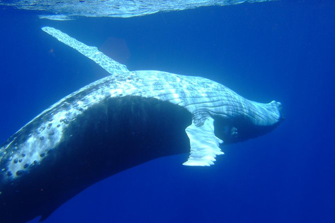 Private Tour: Bora Bora Whale Watching & Swimming Experience - Who Should Book This Private Whale Watching Tour