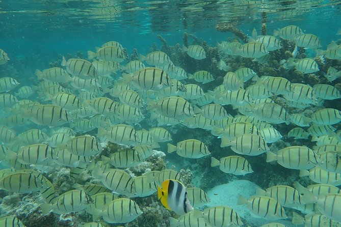 Private tour from Raiatea - 1/2 day excursion to Tahaa or other - Price and group size, what $710.28 really means