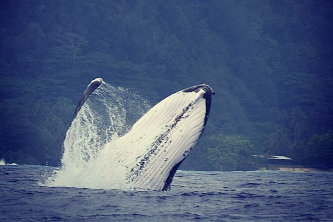 Private tour observing and swimming with humpback whales in Moorea - Key Highlights You’ll Care About