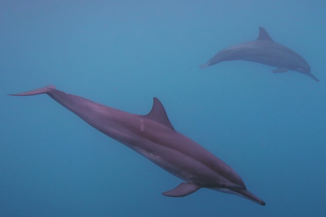 Private tour observing and swimming with humpback whales in Moorea - Why Moorea Whale Season Feels Like the Real Deal