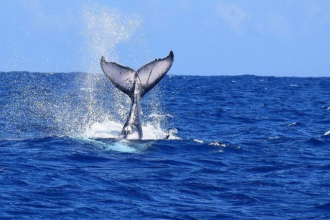 Private tour observing and swimming with humpback whales in Moorea - Safety and Respect: Why This Tour’s Crew Matters