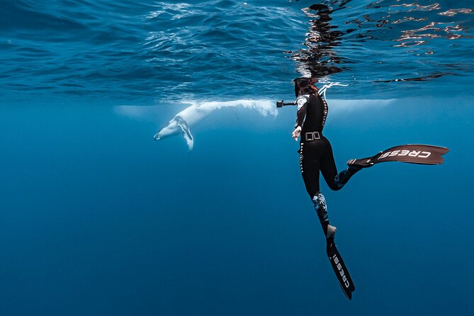 Private tour whale watching and snorkeling in Moorea - Key highlights you’ll actually feel on the water