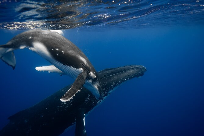 Private tour whale watching and snorkeling in Moorea - Why Moorea’s humpback season feels worth the effort