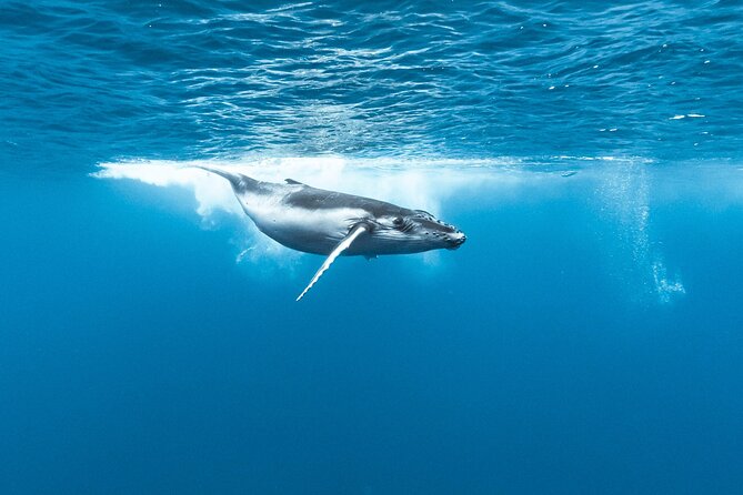Private tour whale watching and snorkeling in Moorea - Whale spotting: what you’re looking for and how the guide keeps it real