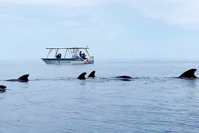 Private tour whale watching and snorkeling in Moorea - Ocean snorkeling only when conditions and behavior allow