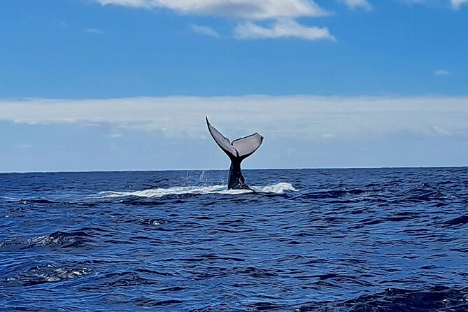 Private tour whale watching and snorkeling in Moorea - The option to switch to lagoon activities if you get seasick