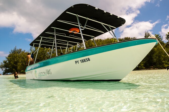 Private tour whale watching and snorkeling in Moorea - Wildlife extras: dolphins, turtles, skates, and even sharks