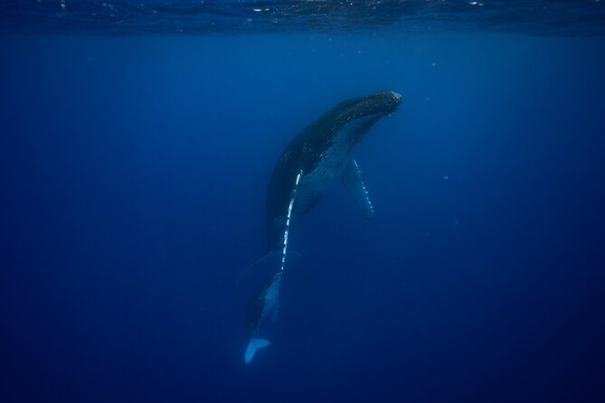 Private tour whale watching and snorkeling in Moorea - The private boat format, and why it changes everything
