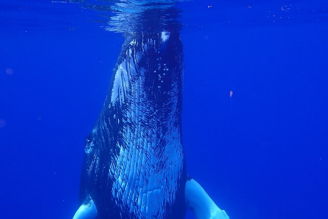 Private Tour Whale Watching Half Day Tour - Private Whale Watching in Moorea: What You Are Really Buying
