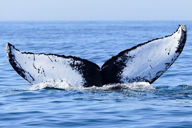 Private Tour Whale Watching Half Day Tour - Swimming and Snorkeling Expectations: What Comfort Level You Need