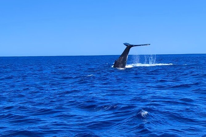 Private Tour Whale Watching Half Day Tour - Who This Tour Is Best For in Moorea