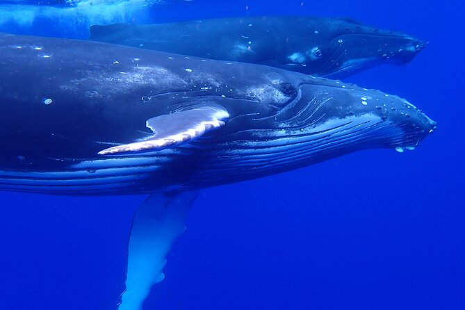 Private Tour Whale Watching Half Day Tour - How the Half-Day Works on the Water (3 to 4 Hours, Weather-Dependent)
