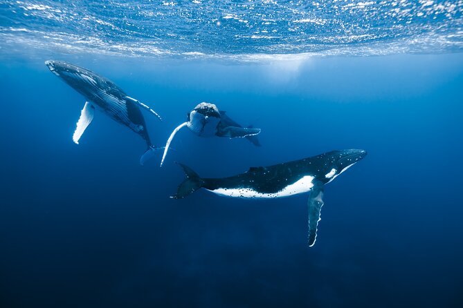 Private Whale Watching Adventure in Mo'orea - Key things I’d bank on before you go