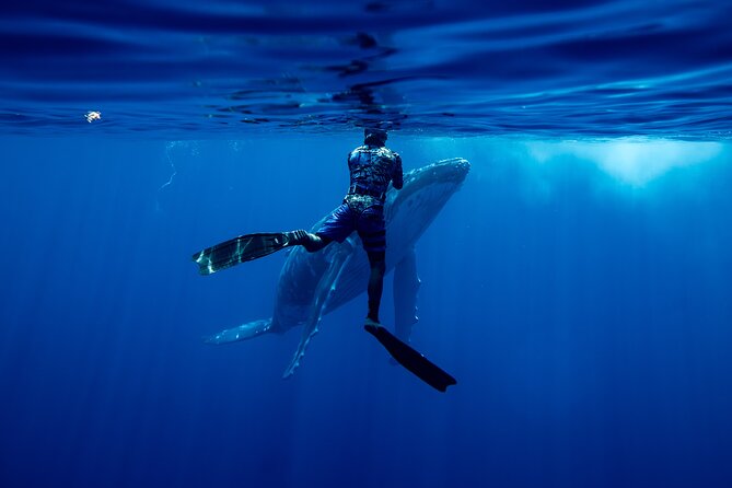 Private Whale Watching Adventure in Mo'orea - From Plage de Tiahura out to whale territory
