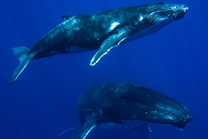 Private Whale Watching Adventure in Mo'orea - Your whale rules briefing and safety mindset
