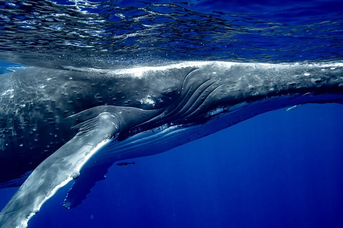 Private Whale Watching Adventure in Mo'orea - Swimming time: what to expect when whales come close