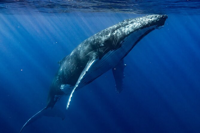 Private Whale Watching Adventure in Mo'orea - The day’s pacing: how you’ll use six hours