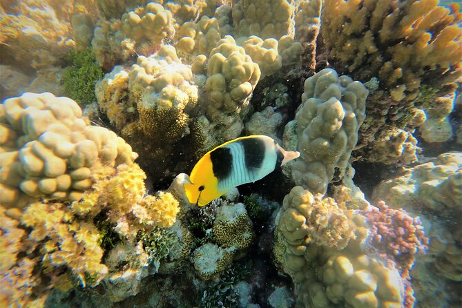 Raiatea-Tahaa Snorkeling in our beautiful Coral Garden - Key highlights worth your time