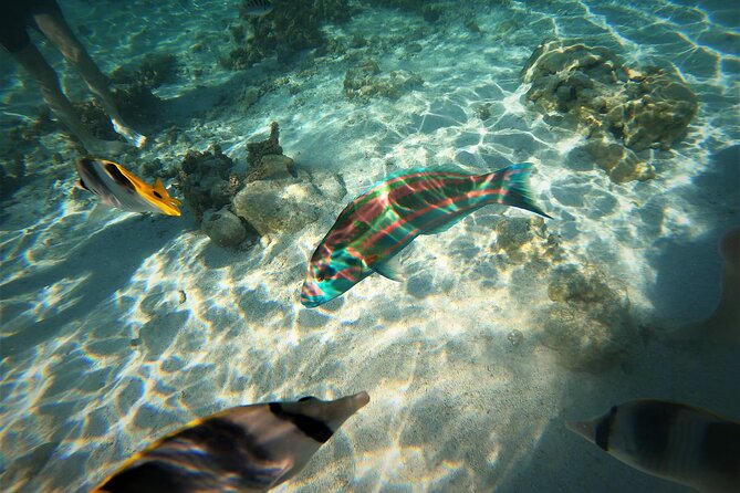 Raiatea-Tahaa Snorkeling in our beautiful Coral Garden - Raiatea to Tahaa Coral Garden, where the boat ride earns its keep