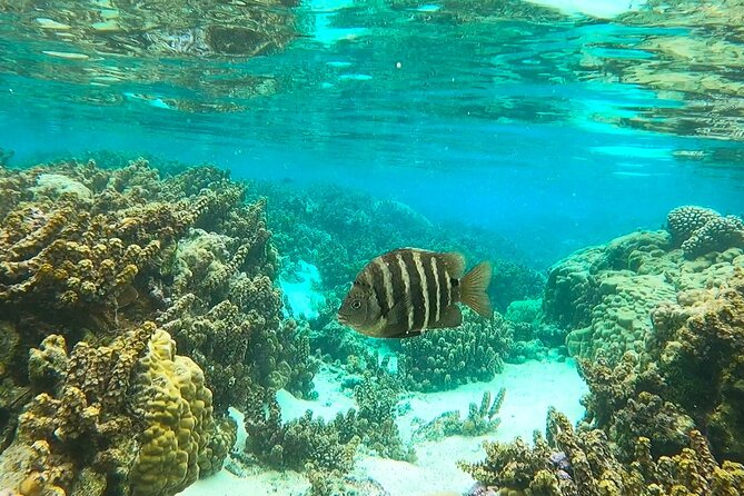 Raiatea-Tahaa Snorkeling in our beautiful Coral Garden - Drift snorkeling in the Coral Garden, how to see the fish and keep it comfortable