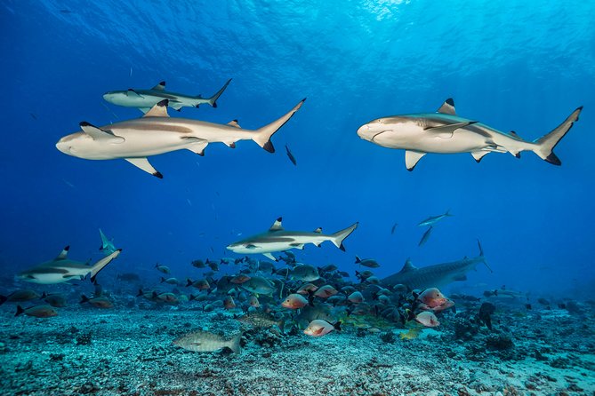 Rangiroa 2-tank Certified Scuba Dive - Who this two-tank setup is best for