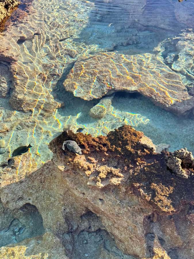 Rangiroa: Blue Lagoon Tiputa Pass Coral Garden Island Birds - Price and value: what $176 covers on a full-day lagoon tour