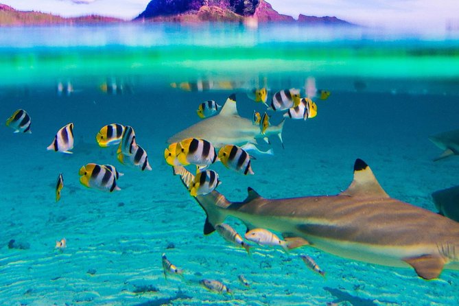 Reef Discovery Half Day Group Signature Tour - Eagle Rays, Stingrays, and Reef Sharks When Conditions Allow
