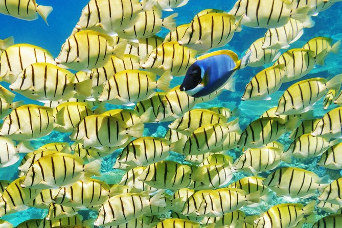 Reef Discovery Half Day Group Signature Tour - How the Guide Keeps It Safe, Fun, and Beginner Friendly