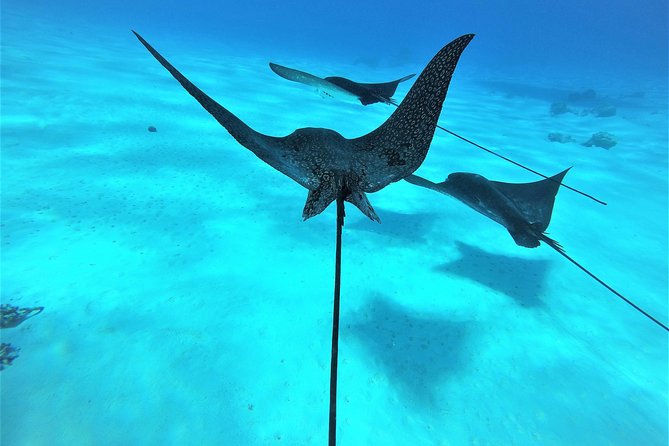 Reef Discovery Half Day Group Signature Tour - Boat Comfort and the Rhythm of the 3.5 Hour Tour