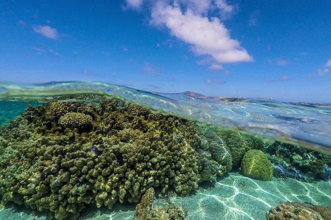 Reef Discovery Half Day Group Signature Tour - Price and Value: Is $143.27 a Good Deal Here?