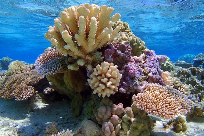 Reef Discovery Half Day Group Signature Tour - The Manta Ray Feeding Ground Stop: The Morning Goal