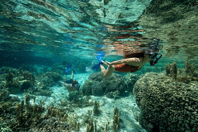 Reef Discovery Luxury Private Snorkeling Lagoon Tour - Should You Book Reef Discovery Private Snorkeling in Bora Bora?