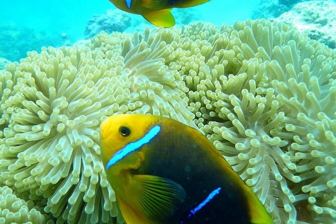 Reef Discovery Luxury Private Snorkeling Lagoon Tour - A Typical 3.5-Hour Plan in the Lagoon, Shaped by Weather and Your Pace