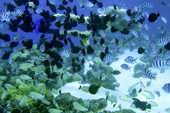 Reef Discovery Private Full Day Lagoon Tour & Water Lunch - Sailing Time and Mount Otemanu Views During Lunch