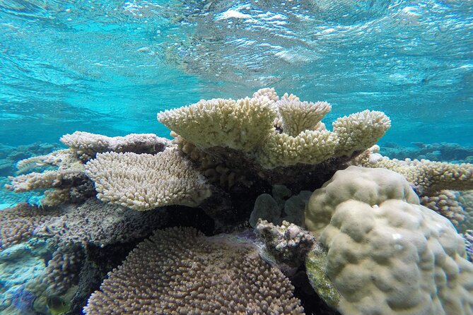 Reef Discovery Private Full Day Lagoon Tour & Water Lunch - Who This Tour Fits Best in Bora Bora