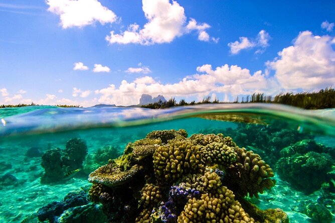 Reef Discovery Private Full Day Lagoon Tour & Water Lunch - Should You Book Reef Discovery Private Full Day Lagoon Tour?