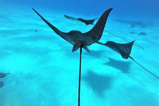 Reef Discovery Private Full Day Lagoon Tour & Water Lunch - Marine Life, Coral Formations, and What Your 30 Minutes Really Means