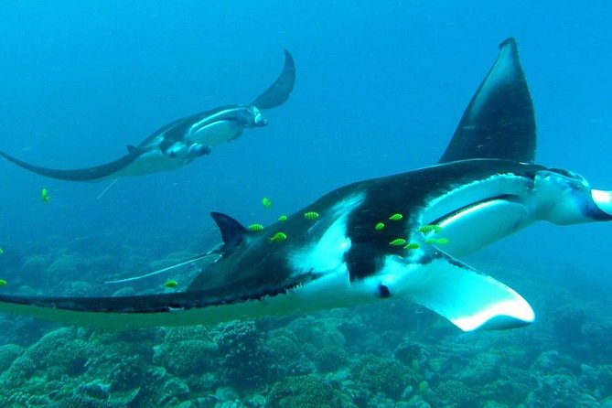 Reef Discovery Private Half Day Lagoon Tour - A Half-Day Private Boat in Bora Bora Lagoon, With Real Snorkel Stops