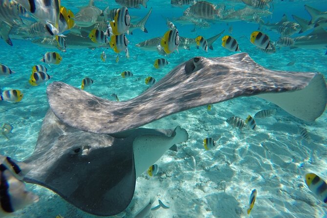 Reef Discovery Private Half Day Lagoon Tour - Circling the Lagoon for Views, When You Want a Break From Snorkeling