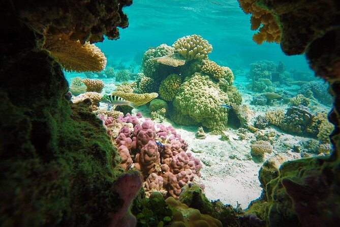 Reef Discovery Private Treasure Hunt - Bora Bora Lagoon, But Make It a Treasure Hunt