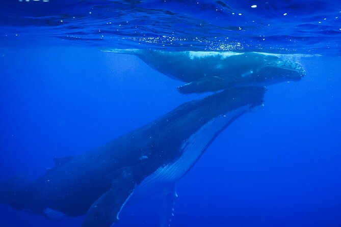 Respectful whale excursion to Tahiti in 4h30 - Key Things You Should Know Before You Go