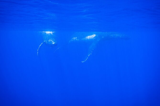 Respectful whale excursion to Tahiti in 4h30 - Why This Whale Trip Works Better Than Big-Boat Tours in Tahiti