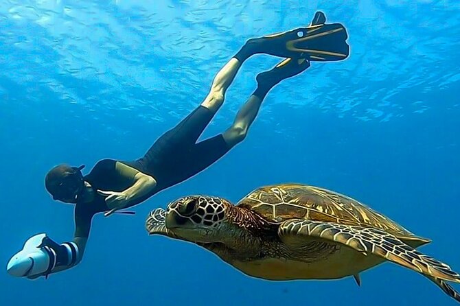 Respectful whale excursion to Tahiti in 4h30 - The Lagoon Snorkel Stop: Tropical Fish When the Sea Is Ready