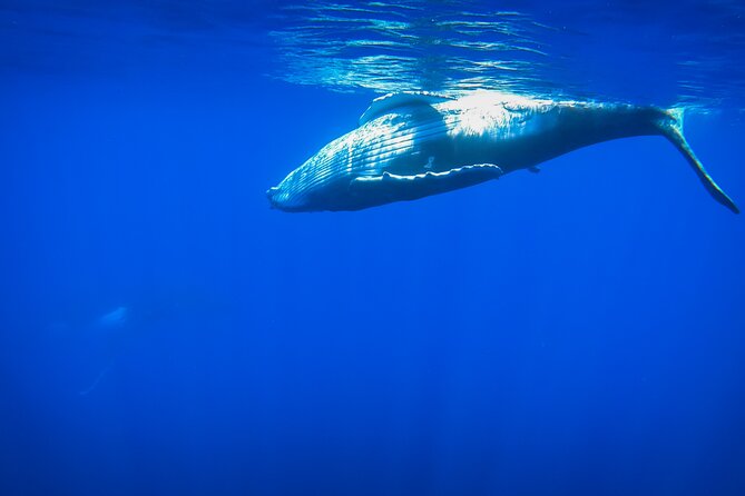 Respectful whale excursion to Tahiti in 4h30 - Dolphin Watching Sets the Tone Before the Humpbacks